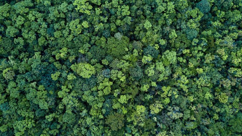 Lasu i drzewa tekstury krajobrazowy tło, Powietrzny odgórnego widoku las, tekstura lasowy widok z góry