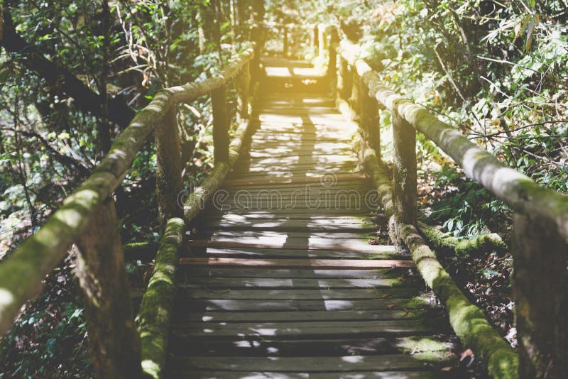 lasu tropikalnego spaceru sposób w Ang Ka natury śladzie lokalizować w Doi intha