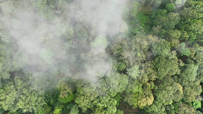 Lasy tropikalne mogą pochłaniać duże ilości dwutlenku węgla z atmosfery