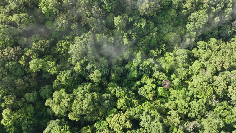 Lasy tropikalne mogą pochłaniać duże ilości dwutlenku węgla z atmosfery