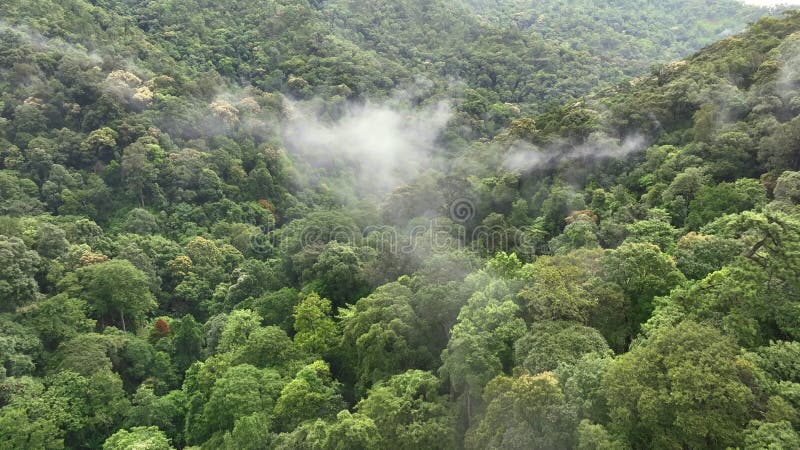 Lasy tropikalne mogą pochłaniać duże ilości dwutlenku węgla z atmosfery.
