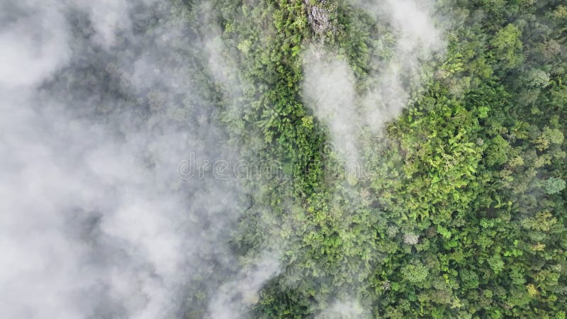 Lasy tropikalne mogą zwiększać wilgotność powietrza i pochłaniać dwutlenek węgla z atmosfery poprzez fotosyntezę