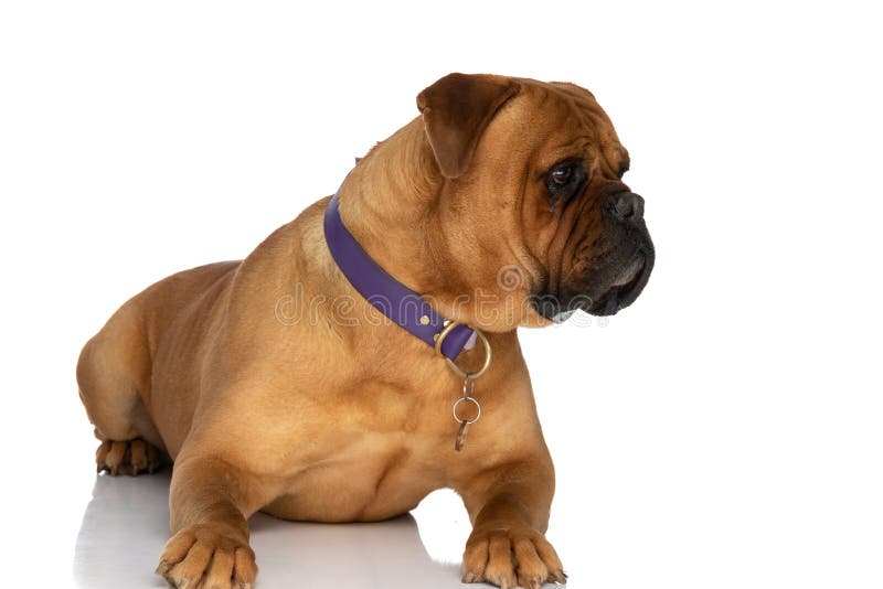 Lazy bullmastiff dog with collar laying down and looking to side on white background in studio. Lazy bullmastiff dog with collar laying down and looking to side on white background in studio