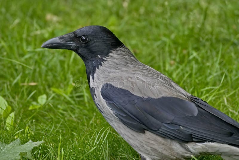 Lat gris del cuervo El cornix del Corvus es una especie de pájaros del género de cuervos Un cuervo gris en la hierba imagen de archivo libre de regalías Lat gris del cuervo El cornix del Corvus es una especie de pájaros del género de cuervos Un cuervo gris en la hierba imagen de archivo libre de regalías