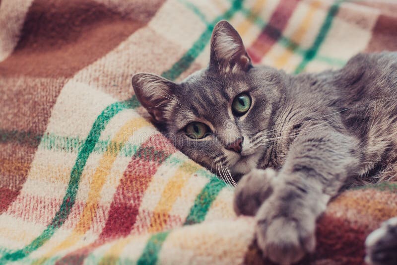 Lat katt som kopplar av på den mjuka filten Husdjur, livsstil, hemtrevlig höst eller vinterhelg, begrepp för kallt väder royaltyfri foto Lat katt som kopplar av på den mjuka filten Husdjur, livsstil, hemtrevlig höst eller vinterhelg, begrepp för kallt väder royaltyfri foto