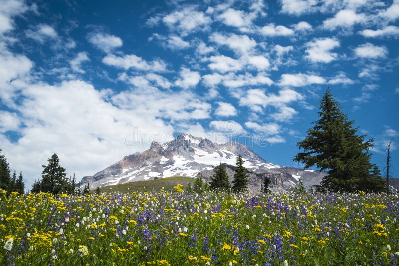 Lat wildflowers na skłonach góra Okapturzają, Oregon zdjęcia stock Lat wildflowers na skłonach góra Okapturzają, Oregon zdjęcia stock