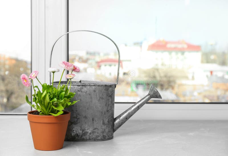 Lata molhando e margaridas de floresc?ncia bonitas no potenci?metro no peitoril da janela Apenas chovido sobre fotografia de stock royalty free Lata molhando e margaridas de floresc?ncia bonitas no potenci?metro no peitoril da janela Apenas chovido sobre fotografia de stock royalty free
