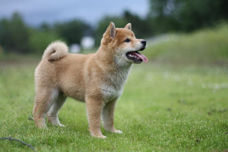 Znalezione obrazy dla zapytania hokkaido inu szczeniak
