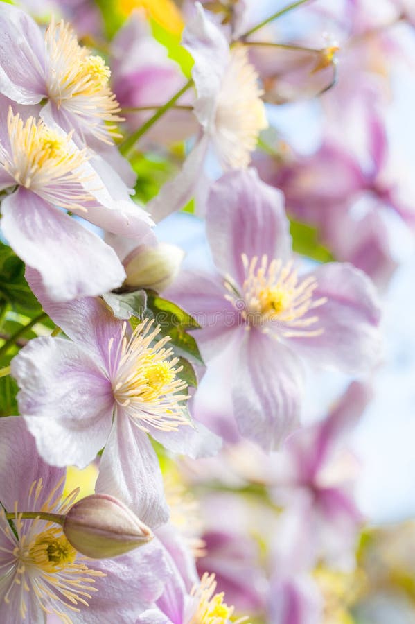 Lata tło: kaskada różowi clematis kwiaty Odbitkowy Spac obrazy royalty free