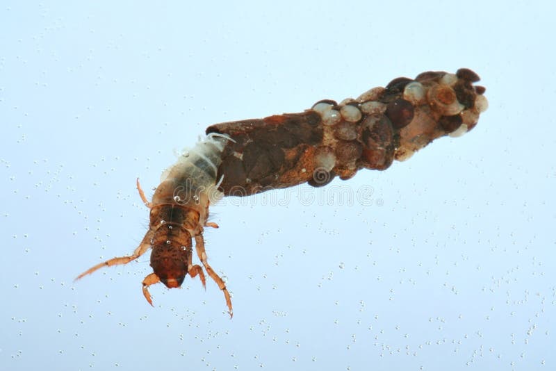 latają caddis larw zdjęcia stock latają caddis larw zdjęcia stock