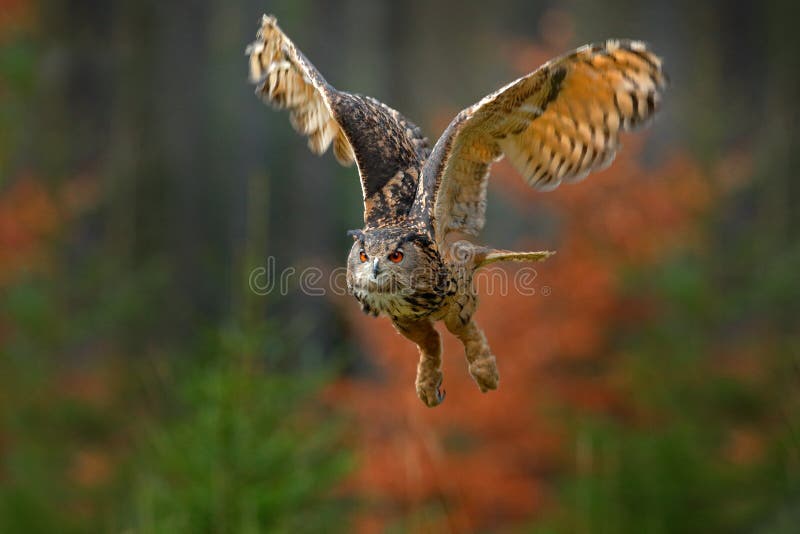 Latająca eurazjata Eagle sowa, dymienicy dymienica z otwartymi skrzydłami w lasowym siedlisku, pomarańczowi jesieni drzewa Przyro zdjęcia stock Latająca eurazjata Eagle sowa, dymienicy dymienica z otwartymi skrzydłami w lasowym siedlisku, pomarańczowi jesieni drzewa Przyro zdjęcia stock