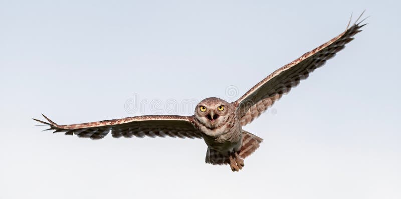 Burrowing owl Athene cunicularia flying with mouth wide open, wings apart, yellow eyes staring and white clouds background. Burrowing owl Athene cunicularia flying with mouth wide open, wings apart, yellow eyes staring and white clouds background