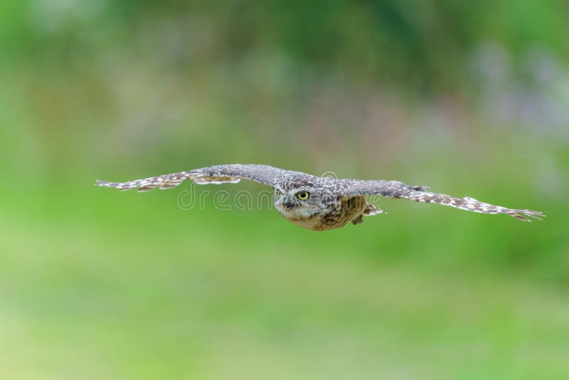 Burrowing Owl Athene cunicularia flying in a field with wild flowers  in the Netherlands. Burrowing Owl Athene cunicularia flying in a field with wild flowers  in the Netherlands