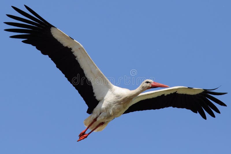 A large stork flying in a blue sky with wings spread. A large stork flying in a blue sky with wings spread