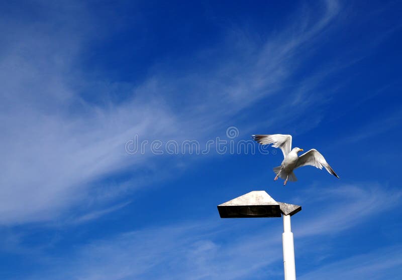 latającego ptaka mewa niebo czyste fotografia stock latającego ptaka mewa niebo czyste fotografia stock