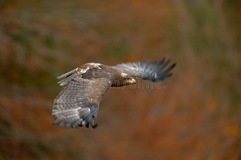 Latający ciemny brawn ptak zdobycz Stepowy Eagle, Aquila nipalensis z wielkim wingspan, obraz royalty free Latający ciemny brawn ptak zdobycz Stepowy Eagle, Aquila nipalensis z wielkim wingspan, obraz royalty free