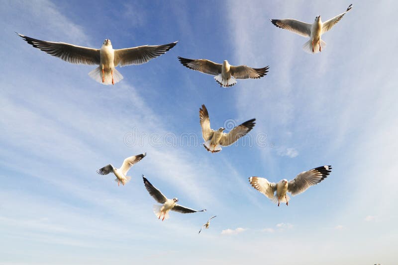 Flying birds in blue sky. Flying birds in blue sky