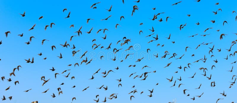 Big flock of flying birds with blue sky. Big flock of flying birds with blue sky.