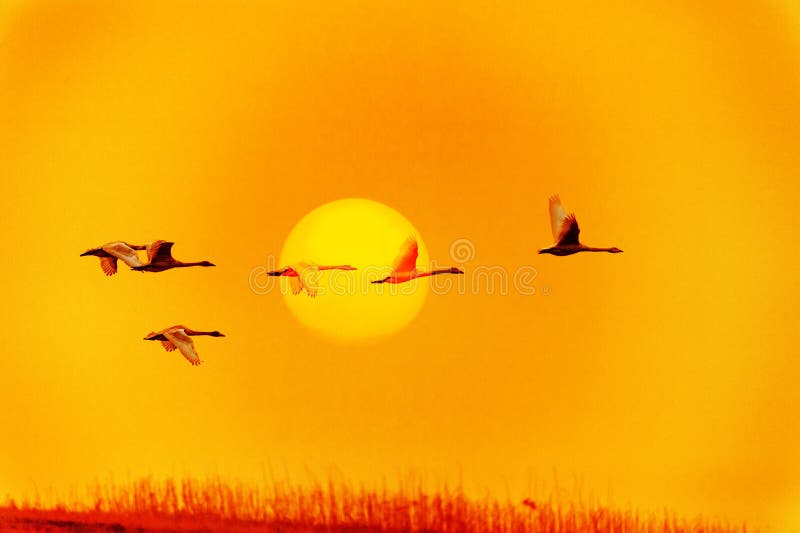 Flying birds against orange sunset. Flying birds against orange sunset.