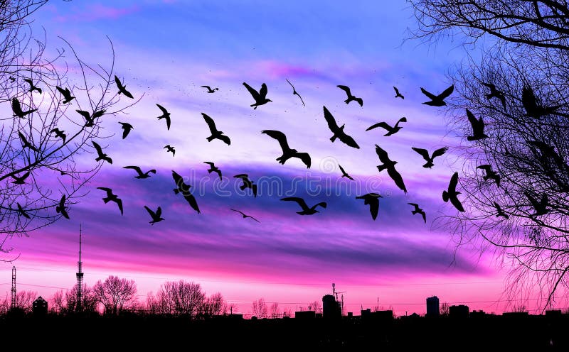 Flying birds and cityscape on beautiful purple sunset background. Flying birds and cityscape on beautiful purple sunset background