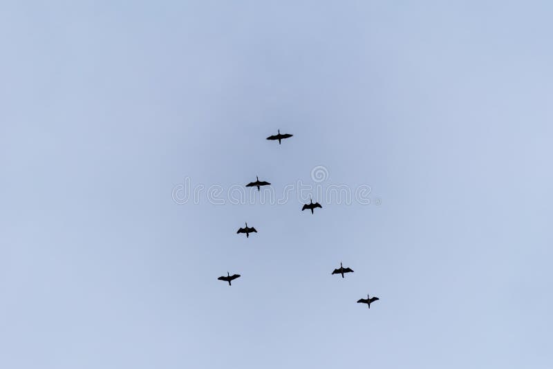 Flying birds on the sky. Black silhouettes and shapes against the bright sky. Migration of birds on the fall. Flying birds on the sky. Black silhouettes and shapes against the bright sky. Migration of birds on the fall.