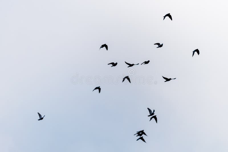 Flying birds on the sky. Black silhouettes and shapes against the bright sky. Migration of birds on the fall. Flying birds on the sky. Black silhouettes and shapes against the bright sky. Migration of birds on the fall.