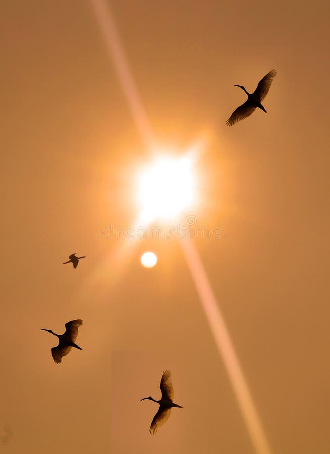 Flying birds with sunset on the vaduvoor Bird Sanctuary landscape-tamilnadu,india. Flying birds with sunset on the vaduvoor Bird Sanctuary landscape-tamilnadu,india.