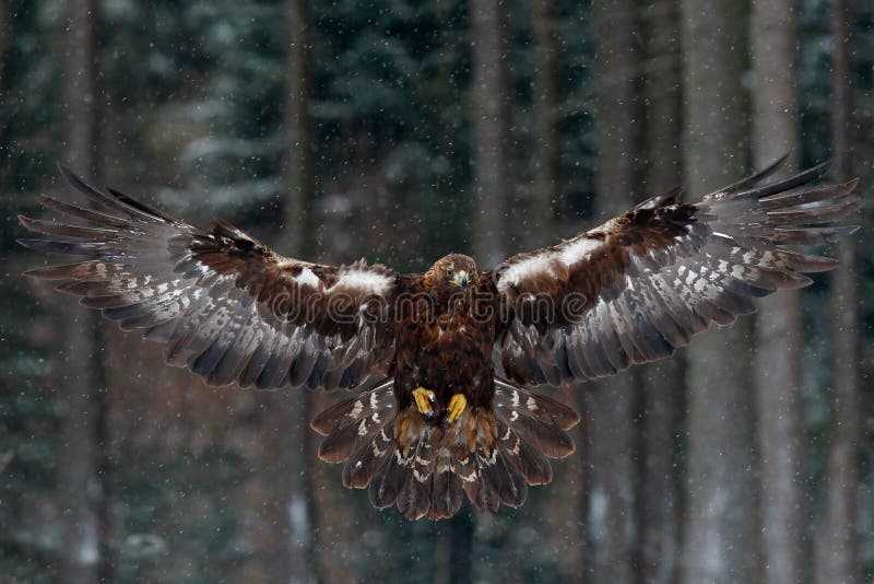 Flying birds of prey golden eagle with large wingspan, photo with snow flake during winter, dark forest in background, Sweden. Flying birds of prey golden eagle with large wingspan, photo with snow flake during winter, dark forest in background, Sweden