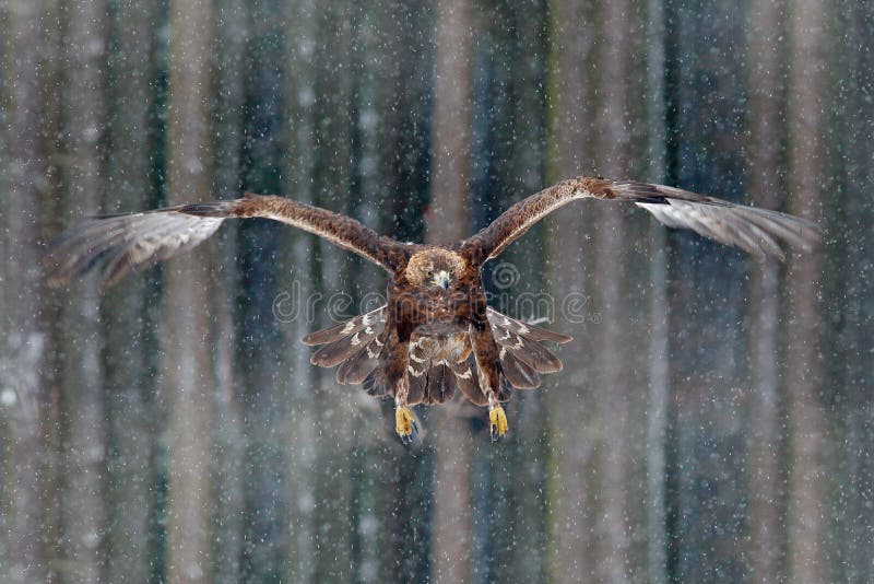 Flying birds of prey golden eagle with large wingspan, photo with snow flake during winter, dark forest in background. Flying birds of prey golden eagle with large wingspan, photo with snow flake during winter, dark forest in background.