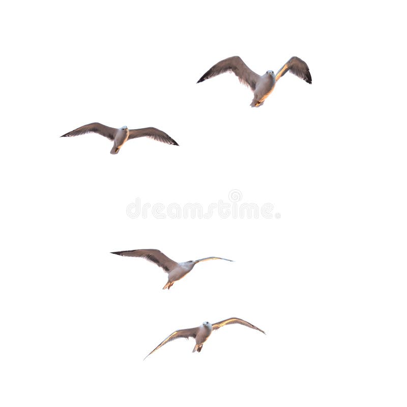 Flying seagulls. isolated white background. Flying seagulls. isolated white background.