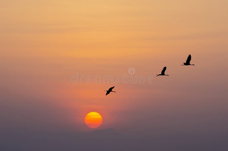 Flying birds against orange sunset. Flying birds against orange sunset