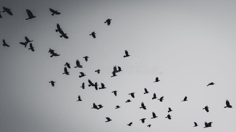 Flying birds silhouette in black and white. Flying birds silhouette in black and white