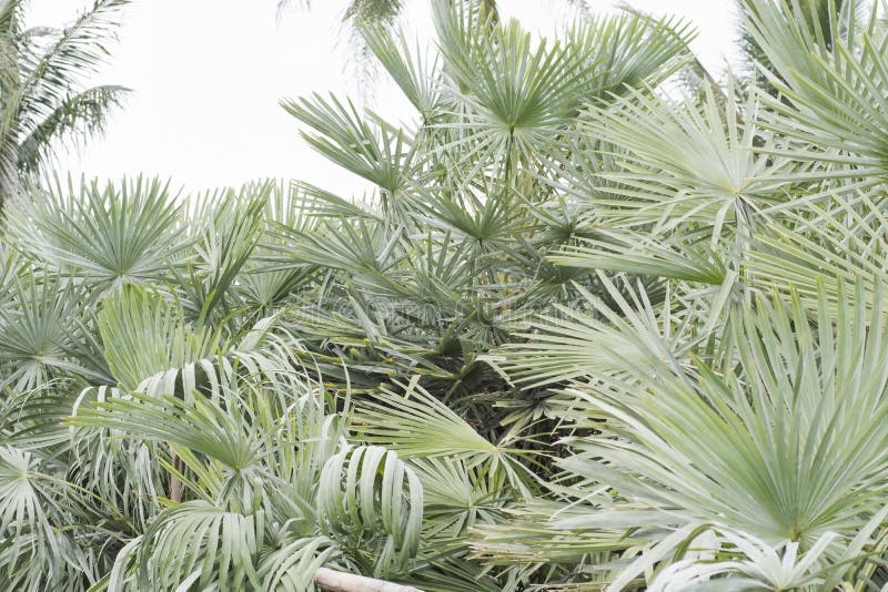 Latar Belakang Tropis Musim Panas Yang Hijau Dengan Daun Latar Belakang Tropis Musim Panas Yang Hijau Dengan Daun