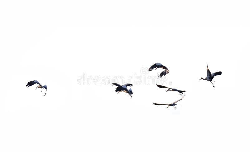 Birds flying on white background. Birds flying on white background