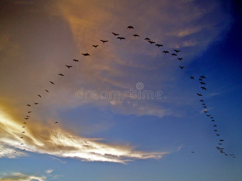 Flying birds in alignment, in formation, at sunset. Flying birds in alignment, in formation, at sunset.