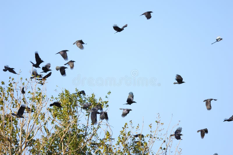 Many Birds flying-off from the trees. Many Birds flying-off from the trees