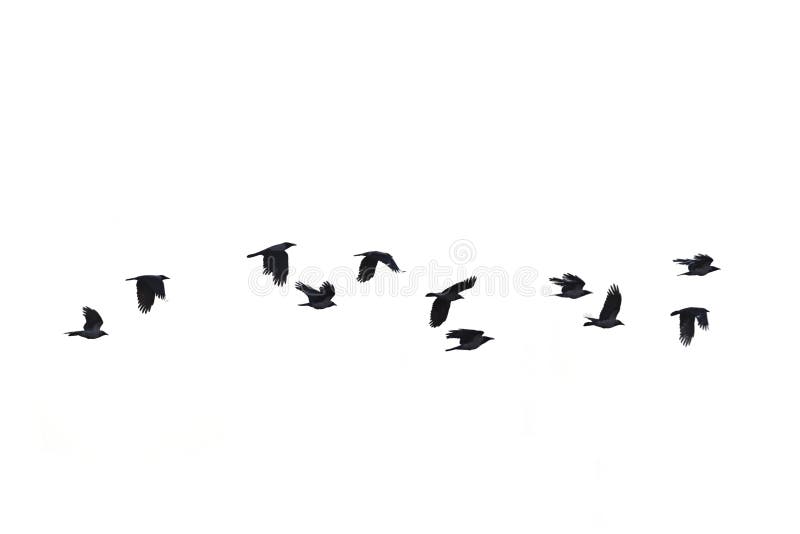 Black flying crows, white background, silhouette. Black flying crows, white background, silhouette