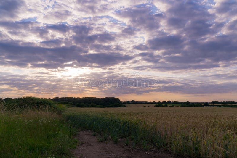 Late Afternoon Over A Wheat Field Stock Image Image Of Summertime