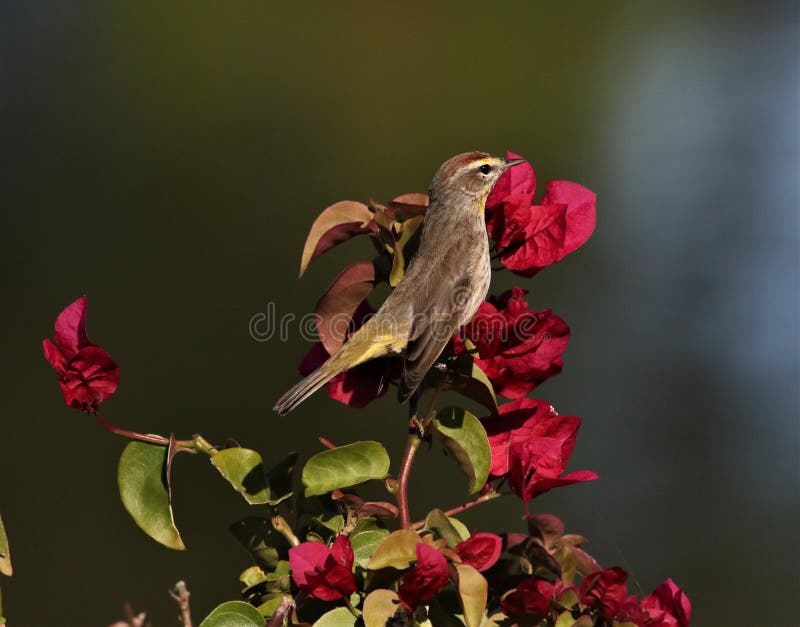 Late Afternoon Palm Warbler Stock Photo - Image of flowers, outdoors ...