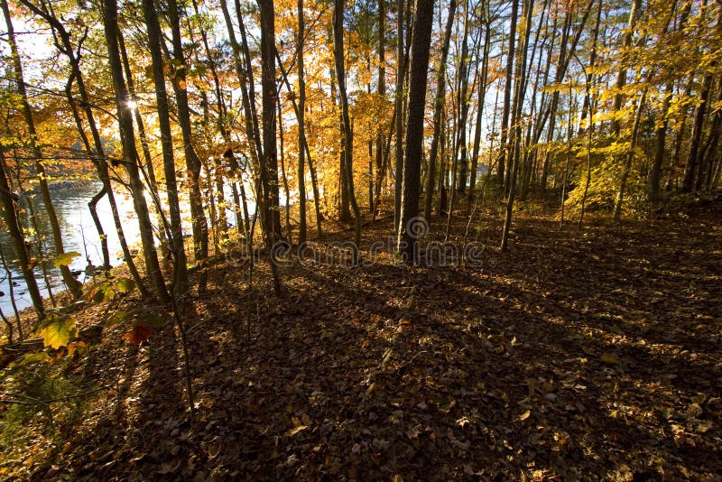 Late Afternoon Sun Shining Through Trees And Casting Sharp Shadows