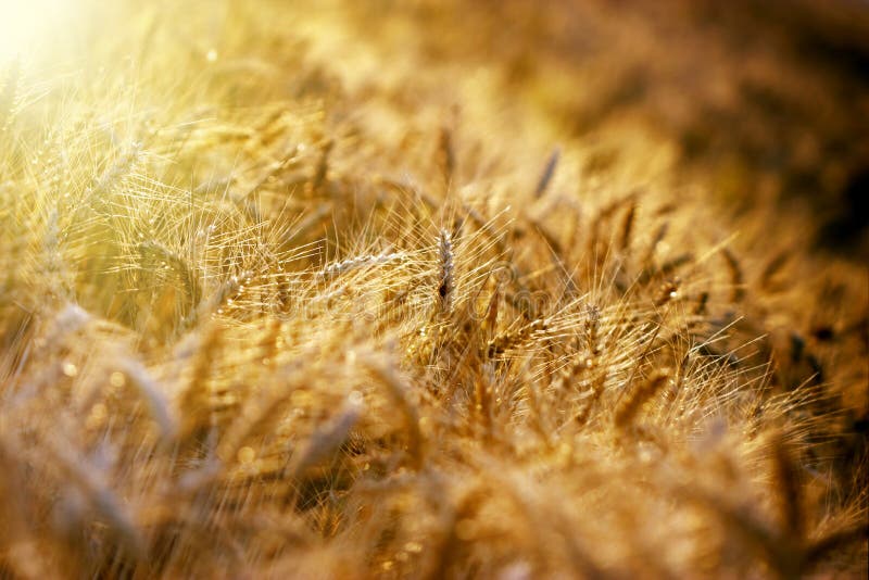 Late afternoon in wheat field and sunlight
