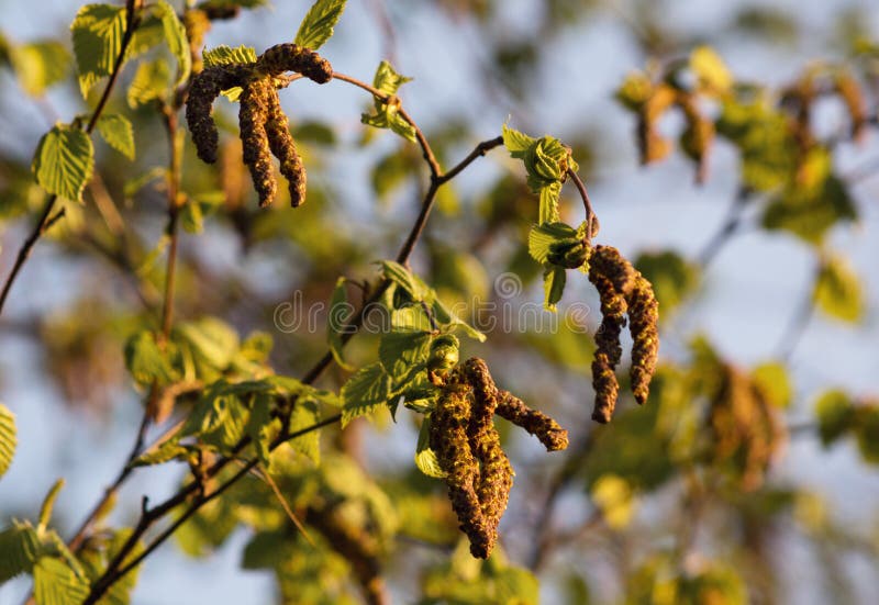 In late April, new leaves and earrings appeared on the alder tree. stock images In late April, new leaves and earrings appeared on the alder tree. stock images