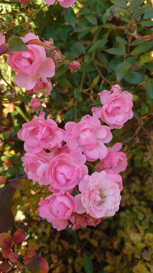 Late Autumn Bloomed Garden Roses - Colors in the Fall Stock Image