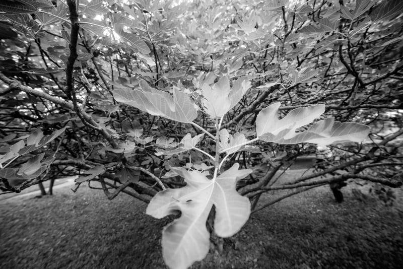 Fig leaves, northern Mediterraneane