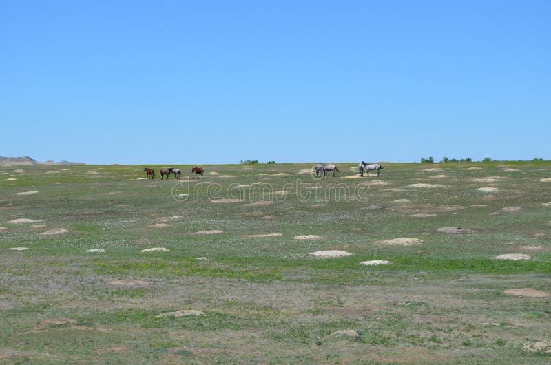Spring in the North Dakota Badlands: Teton`s Band of Wild Horses in a Prairie Dog Town in Theodore Roosevelt National Park stock photo Spring in the North Dakota Badlands: Teton`s Band of Wild Horses in a Prairie Dog Town in Theodore Roosevelt National Park stock photo