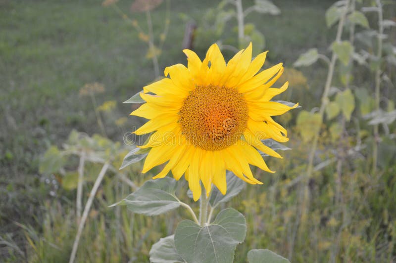 Sunflower Bent Over the Ground in the Garden Stock Image Image of