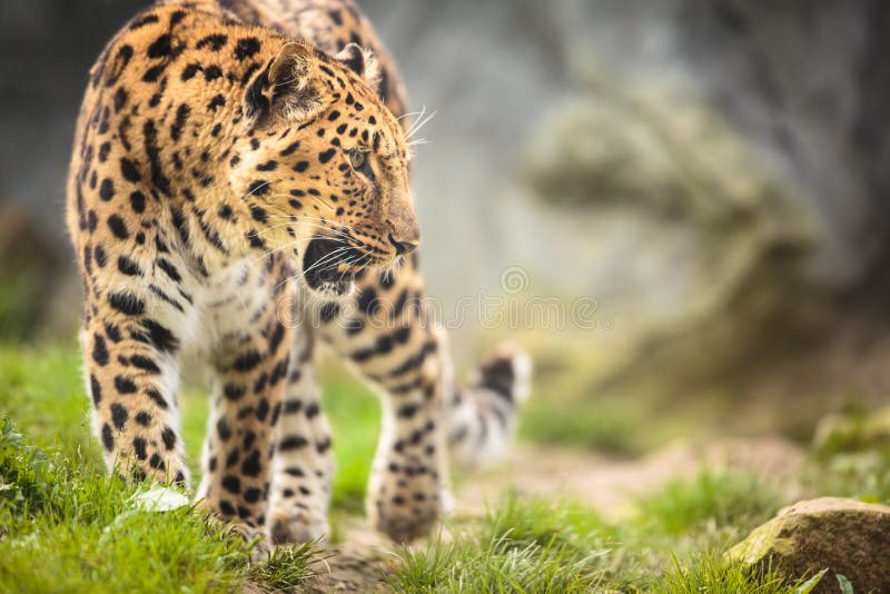 Amur-Leopard stockfotos