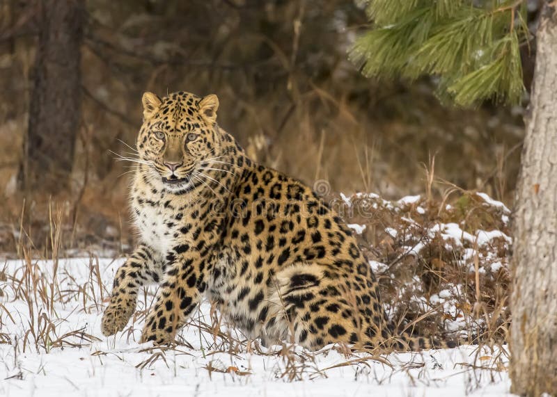 Amur-Leopard lizenzfreie stockfotos