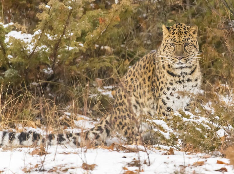 Lateinischer Name - Panthera pardus orientalis lizenzfreies stockbild