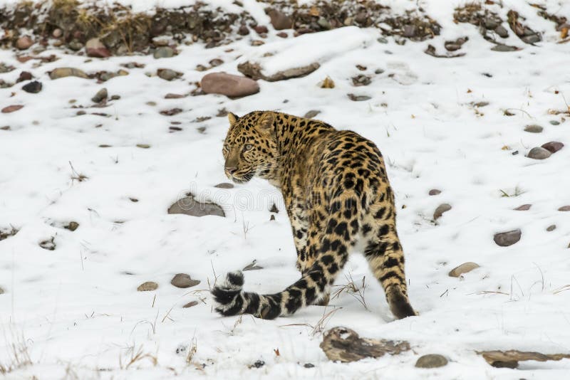 Amur-Leopard stockfotos